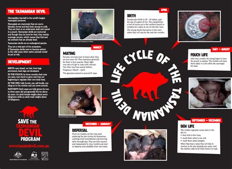 tasmanian devil life history